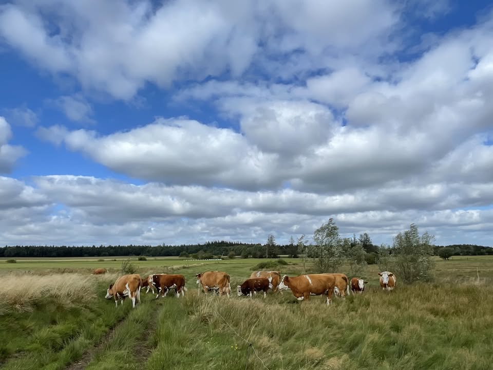 540925777_811398918113253_6759645076732333703_n